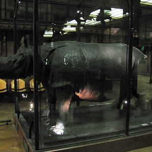 King Louis 15th's Rhinoceros