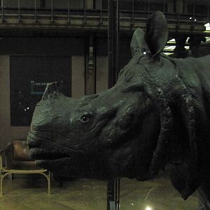 King Louis 15th's Rhinoceros