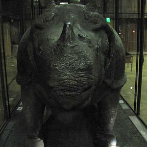 King Louis 15th's Rhinoceros