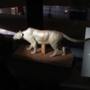 How To Mount A Leopard Part 2