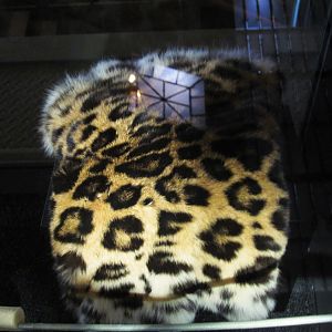 How To Mount A Leopard Part 3