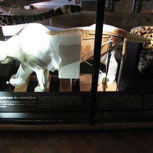 How To Mount A Leopard Part 4