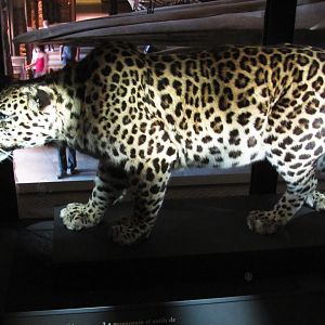 How To Mount A Leopard Part 5