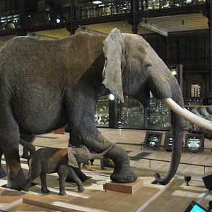 African Elephant & Baby