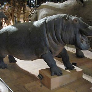 Hippo 1