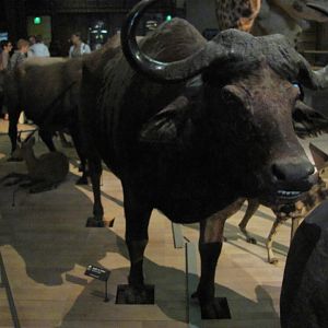 African Buffalo 1