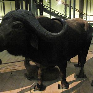 African Buffalo 2