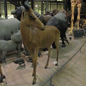 Hartebeest