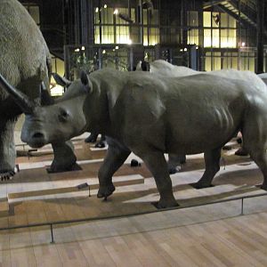White Rhinoceros