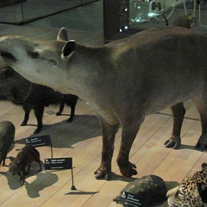 Brazilian Tapir