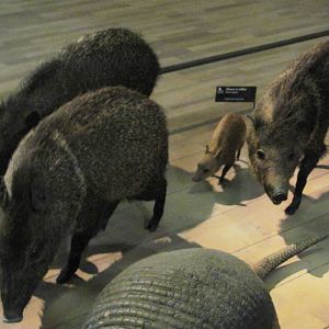 Collared Peccaries