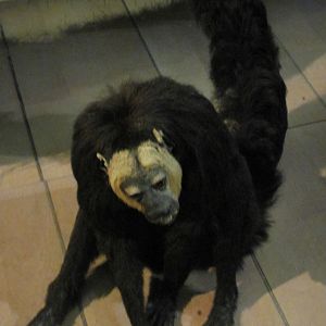 White Faced Saki