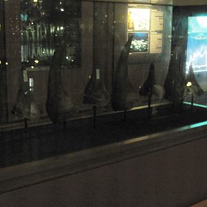 Rhinoceros Horns