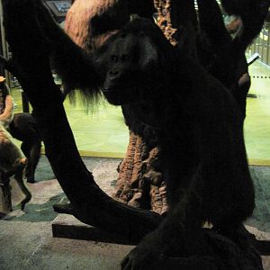 Bornean Orangutan