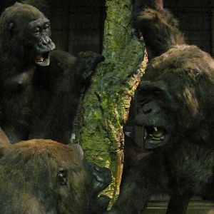 Gorillas Closeup