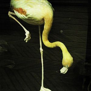 Caribbean Flamingo