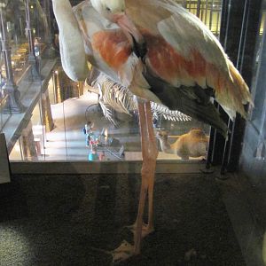 Greater Flamingo 1