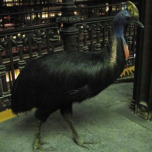 Southern Cassowary