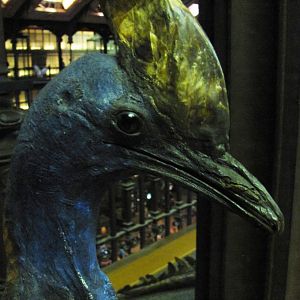 Southern Cassowary Closeup