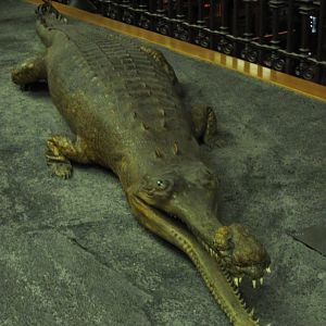 Indian Gharial