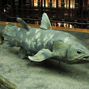 Coelacanth