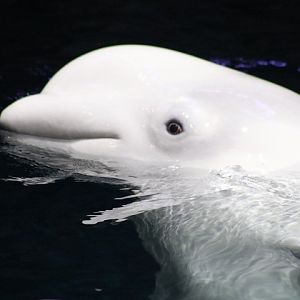 Beluga Whale