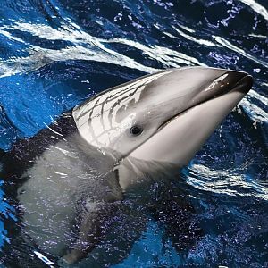 Pacific White-sided Dolphin