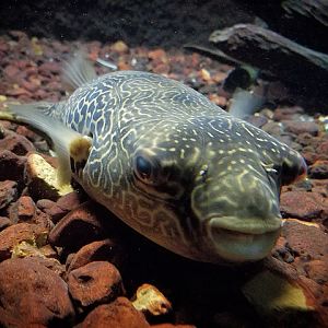 Mbu Puffer