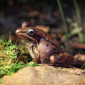Wood Frog