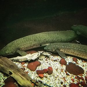 Australian Lungfish