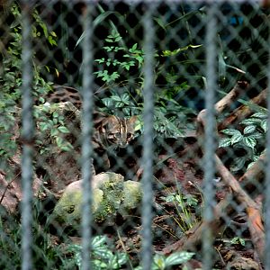 Leopard Cat Exhibit