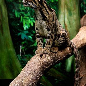 Clouded Leopard