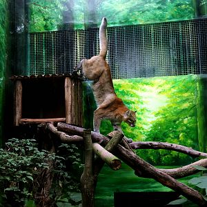 Asiatic Golden Cat Jump