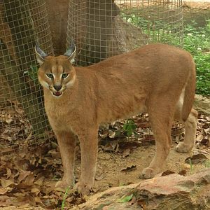 Caracal