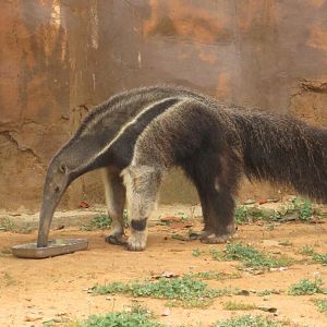 Giant anteater