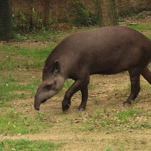 Brazilian tapir