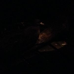 Westland Petrel (Procellaria westlandica)