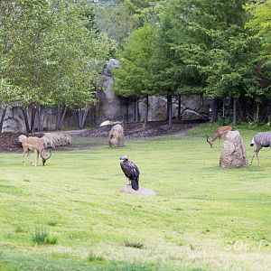 Africa Mixed Species Habitat