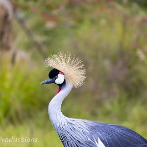 East African Crowned Crane