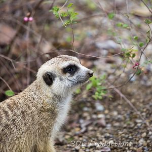 Meerkat
