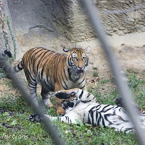 Malayan Tiger Cubs Playing