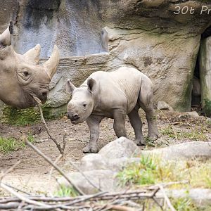 Baby black rhino