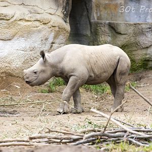 Baby black rhino