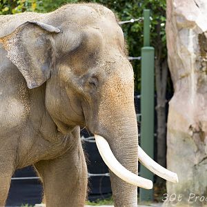 Asian Elephant