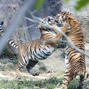 Malayan Tiger Cubs Playing