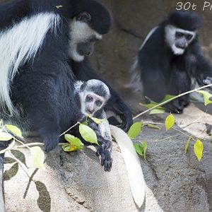 Colobus Monkeys including baby