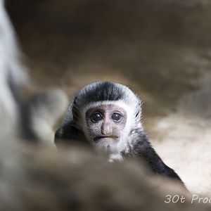 Baby Colobus Monkey
