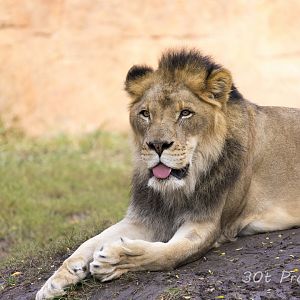 African Lion