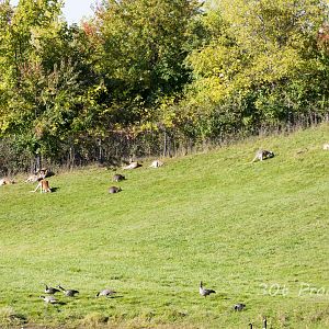 Kangaroo and Wallabies on hillside