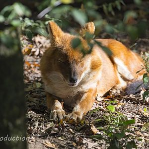 Dhole